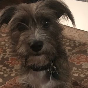 Meet your Posher, Ann